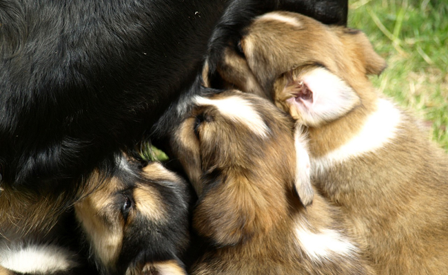 Comprendre la lactation chez la chienne